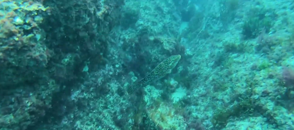 fauna submarina Isla de Mouro